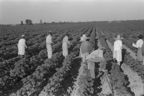 Day Laborers in Field, Hopson Plantation, Clarksdale, Mississippi, USA, Marion Post Wolcott for Farm Security Administration, August 1940
