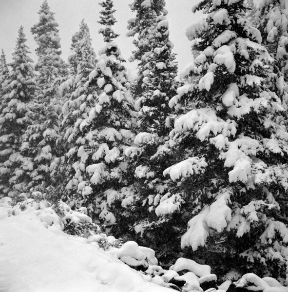Evergreen Trees after early Fall Blizzard on Independence Pass, Colorado, USA, Marion Post Wolcott for Farm Security Administration, September 1941