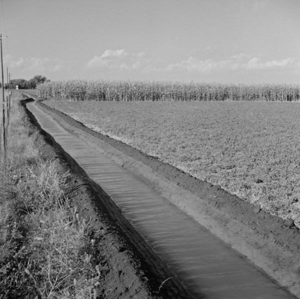 Irrigation Ditch Running Through Alfalfa and Corn Field, Farm Security Administration (FSA) Cooperative, Waterloo, Nebraska, USA, Marion Post Wolcott for Farm Security Administration, September 1941
