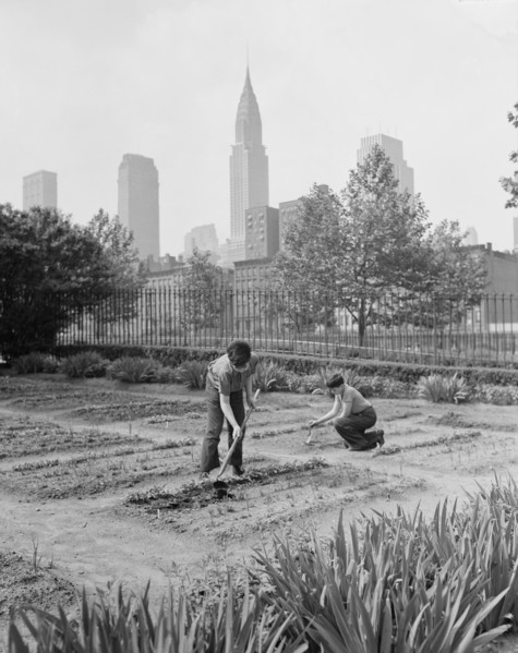 Two Children Working in School Victory Garden, First Avenue between Thirty-Fifth and Thirty-Sixth Streets, New York City, New York, USA, Edward Meyer for Office of War Information, June 1944