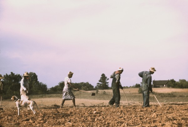 Group of People Working with Hoes in Cotton Field on Rented Land, Greene County, Georgia, USA, Jack Delano for Farm Security Administration - Office of War Information, June 1941