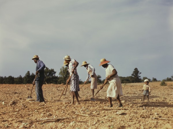 Workers Chopping Cotton on Rented Land near White Plains, Greene County, Georgia, USA, Jack Delano for Farm Security Administration - Office of War Information, June 1941