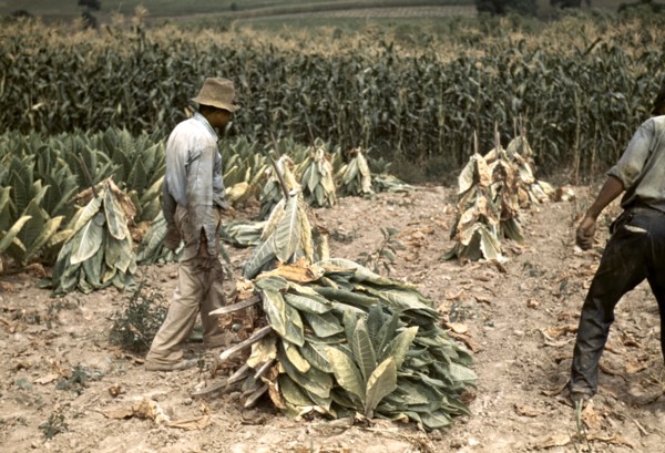 Two Workers Putting Burley Tobacco on Sticks to Wilt After Cutting Before it is Taken to Barn for Drying and Curing, Russell Spears Farm, near Lexington, Kentucky, USA, Post Wolcott for Farm Security ...