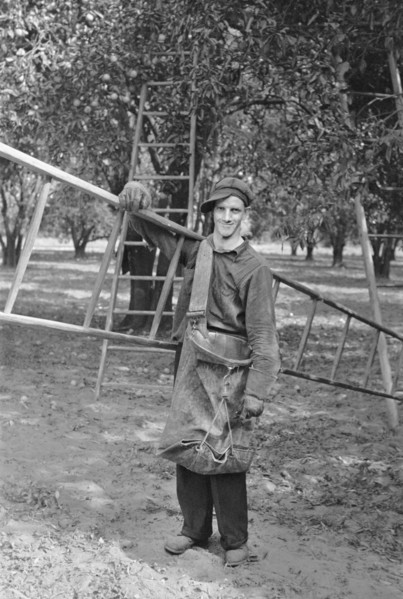 Migrant Orange Picker, Polk County, Florida, USA, Arthur Rothstein for U.S. Resettlement Administration, January 1937