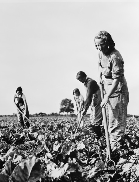 Group of Women working in Sugar Beet Fields during Crop Season as part of the British Women's Land Army to Supply England with Much needed Food during World War II, England, UK, U.S. Office of War Inf...