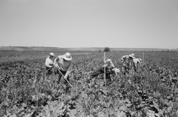 Japanese-American Farm Workers Working in Sugar Beet Field, Farm Security Administration (FSA) Mobile Camp, Nyssa, Oregon, USA, Russell Lee, Farm Security Administration, July 1942
