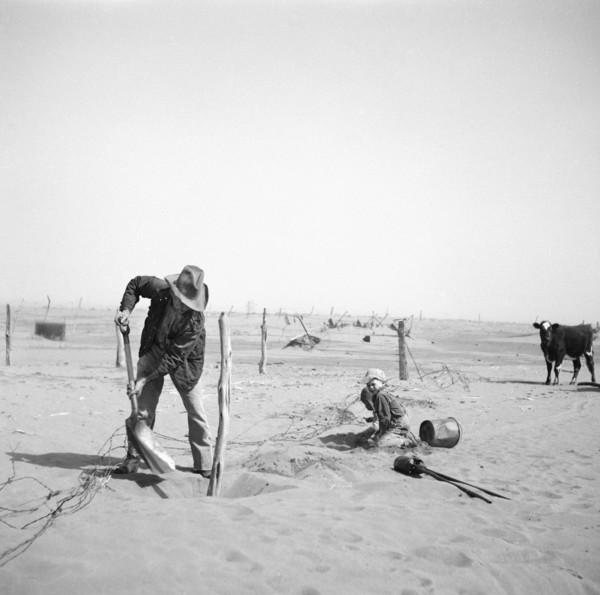 Dust Bowl Farmer Raising Fence to keep it from being Buried under Drifting Sand, Cimarron County, Oklahoma, USA, Arthur Rothstein, Farm Security Administration, April 1936