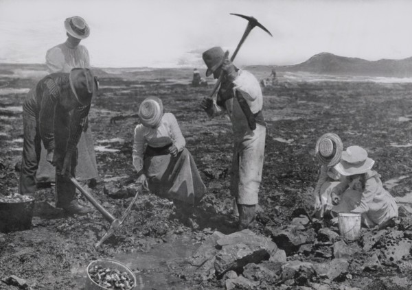Men with Pickaxes, Women and Children Gathering Rock Oysters at Coast, Newport, Oregon, USA, Witteman Collection, 1910