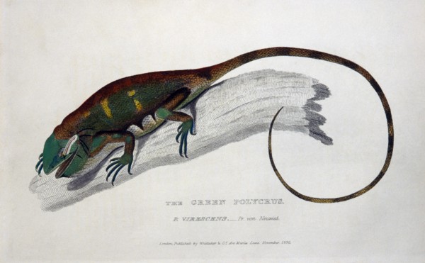 Green Polycrus (P. Virescens), Engraving, circa 1830