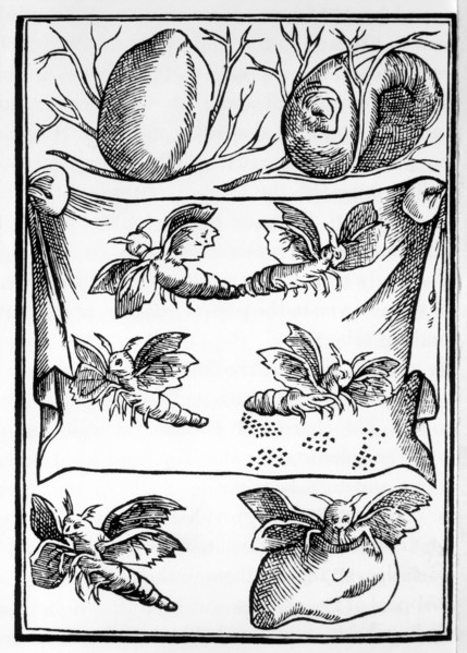 Evolution of the Silkworm, English Engraving, circa 1622