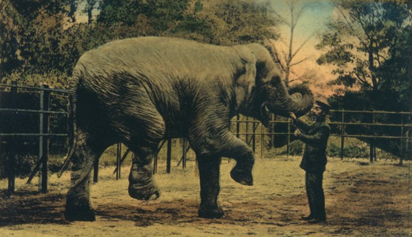 Elephant with Trainer at Zoo, Dusseldorf, Germany, circa 1909