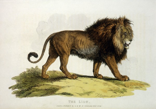 Lion, Hand-Colored Engraving, 1824