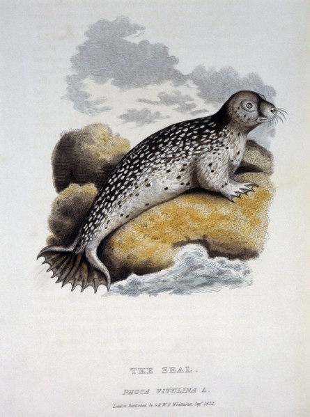 Seal, Phoca Vitulina, 1824