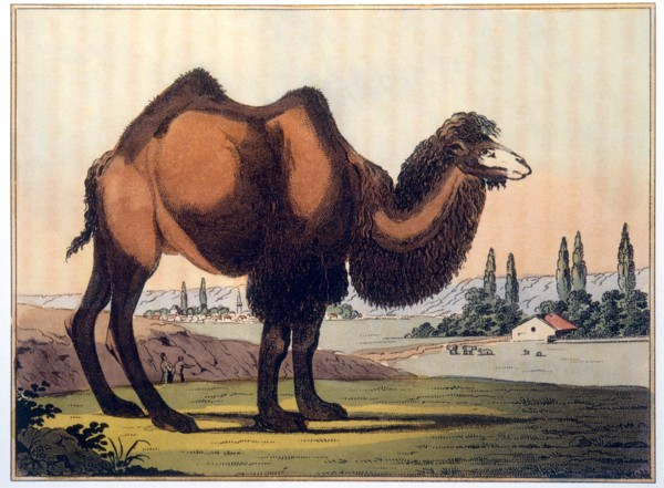 Bactrian Camel, Hand-Colored Engraving from P.S. Pallas' Travels Through Southern Provinces of the Russian Empire in the Years 1793 and 1794