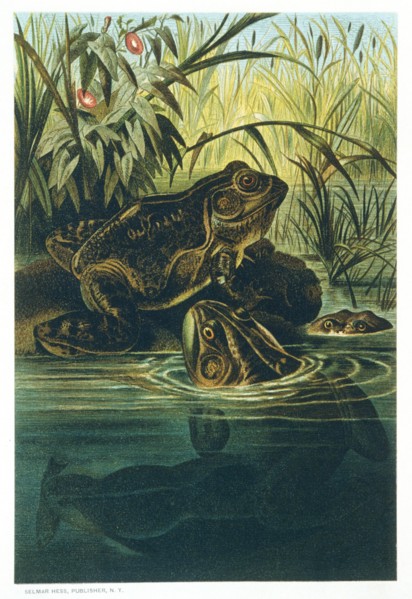 Bullfrogs, Chromolithograph, 1885