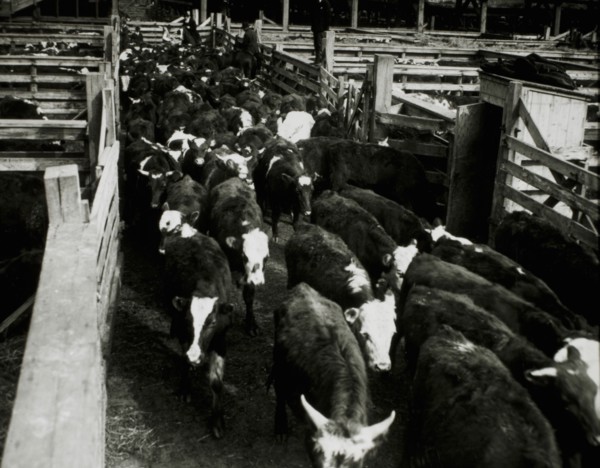 Cattle at Stockyards, Chicago, Illinois, USA, 1944