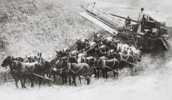 24-Horse Team and Combine on Farm, Washington, USA, 1930