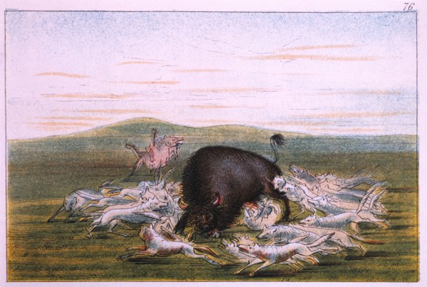 White Wolves Attacking a Buffalo Bull, George Catlin, Colored Drawing, 1831-32