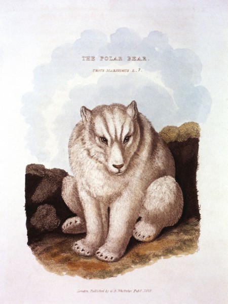Polar Bear, Ursus Maritimus, Hand-Colored Engraving from Original by Baron Cuvier, 1825