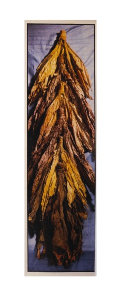 Bright Gold Carolina Tobacco and Dark Barley Tobacco