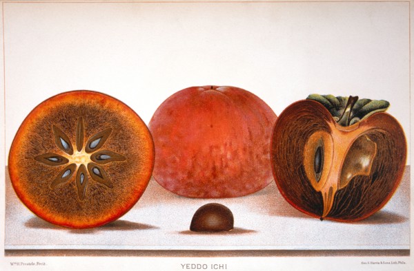 Yeddo Ichi Persimmons, Lithograph, 1889