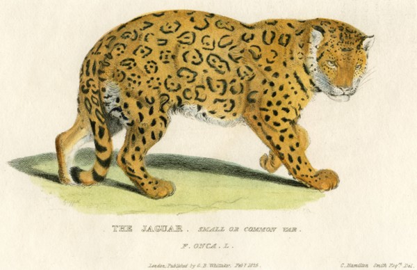 The Jaguar, Small or Common Variety, Hand-Colored Engraving, 1825