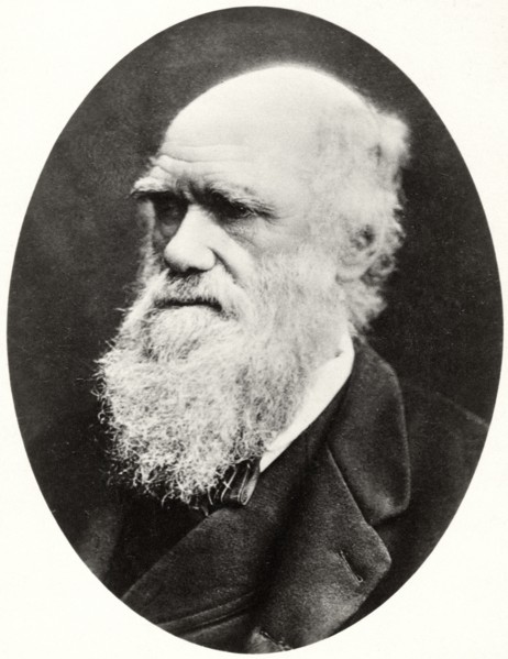 Charles Darwin (1809-82), English Naturalist, Portrait, circa 1878
