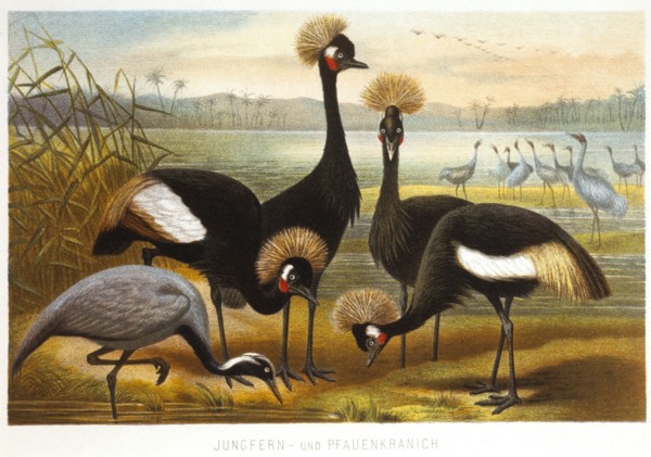 Maiden and Peacock Cranes, Chromolithograph, circa 1898
