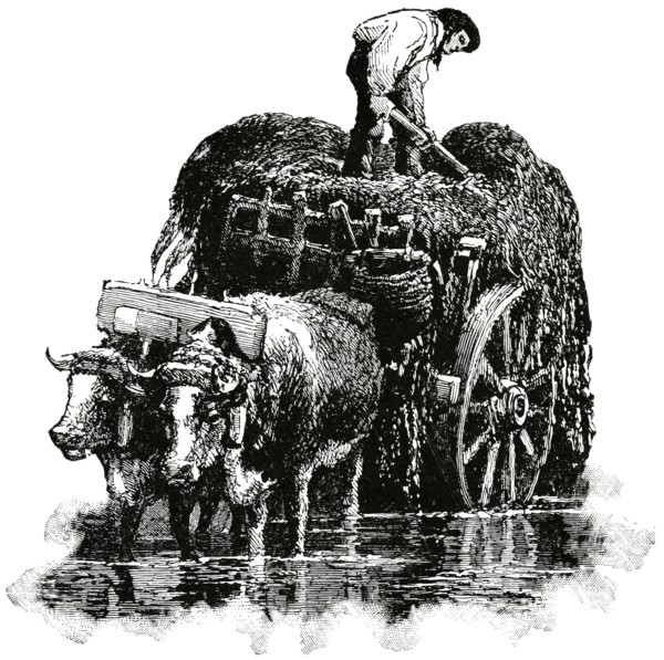 Man Loading Seaweed onto Ox-Cart, Channel Islands, British Isles, "Classical Portfolio of Primitive Carriers", by Marshall M. Kirman, World Railway Publ. Co., Illustration, 1895