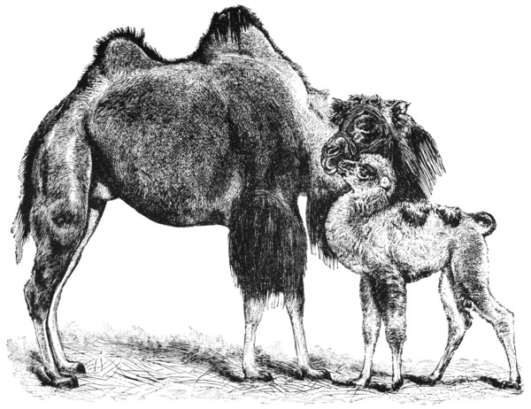 Bactrian Camel and Calf, "Classical Portfolio of Primitive Carriers", by Marshall M. Kirman, World Railway Publ. Co., Illustration, 1895