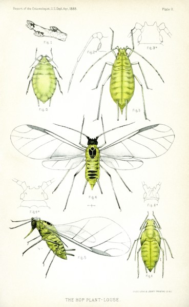 The Hop Plant Louse, Plate II, Report of the Commissioner of Agriculture, US Dept of Agriculture, Illustration,  1888