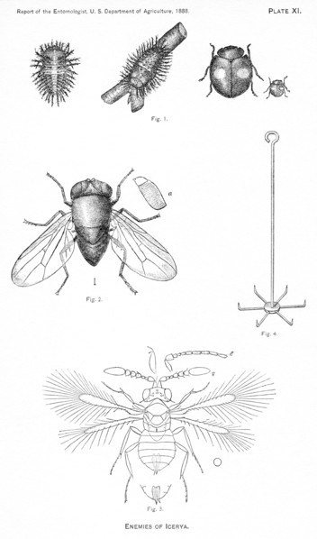 Enemies of Icerya, Plate XI, Report of the Commissioner of Agriculture, US Dept of Agriculture, Illustration,  1888