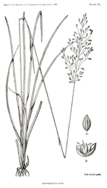 Grasses and Weeds, Anthenantia rufa, Report of the Commissioner of Agriculture, US Dept of Agriculture, Illustration,  1888