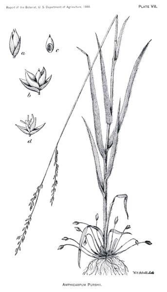 Grasses and Weeds, Amphicarpum purshii, Report of the Commissioner of Agriculture, US Dept of Agriculture, Illustration,  1888