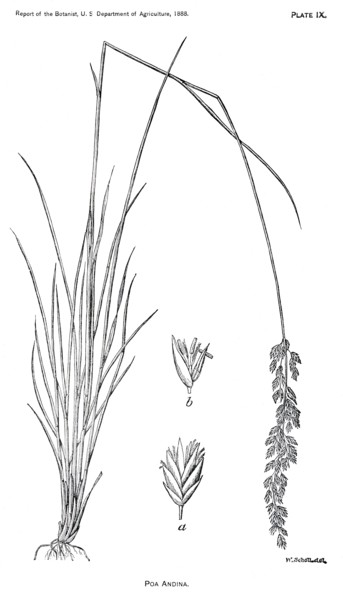 Grasses and Weeds, Pao Andina, Report of the Commissioner of Agriculture, US Dept of Agriculture, Illustration,  1888