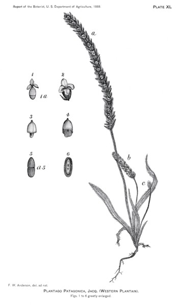 Grasses and Weeds, Plantago Patagonica, Report of the Commissioner of Agriculture, US Dept of Agriculture, Illustration,  1888