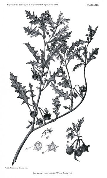 Grasses and Weeds, Solanum Triflorum, Wild Potato, Report of the Commissioner of Agriculture, US Dept of Agriculture, Illustration,  1888