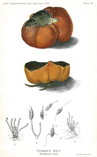 Tomato Rot, Macrosporium Solani, Report of the Commissioner of Agriculture, US Dept of Agriculture, Illustration,  1888