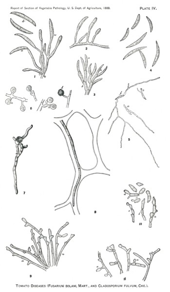 Tomato Diseases (Fusarium Solani, Mart., and Cladosporium Fulvum, Cke), Report of the Commissioner of Agriculture, US Dept of Agriculture, Illustration,  1888