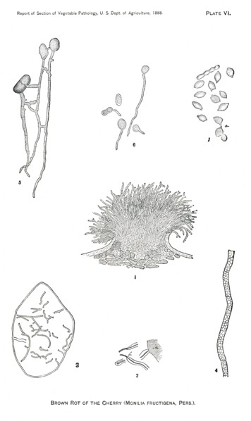 Brown Rot of Cherry, Monilia Fructigena, Plate VI, Report of the Commissioner of Agriculture, US Dept of Agriculture, Illustration,  1888