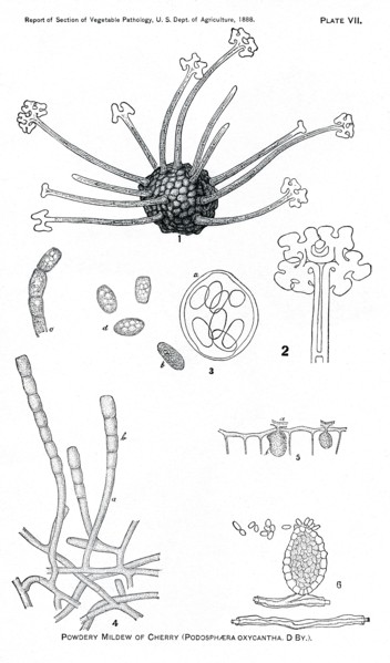 Powdery Mildew of the Cherry, Podosphaera Oxycantha, Report of the Commissioner of Agriculture, US Dept of Agriculture, Illustration,  1888