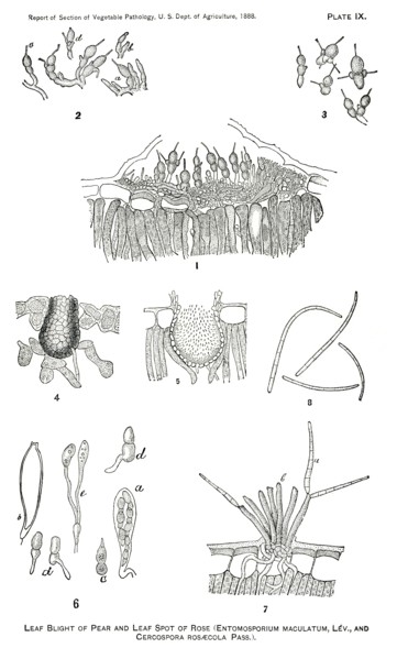 Leaf Blight of Pear, Leaf Spot of Rose, Entomosporium Maculatum, Lev and Cercospora Rosaecola, Pass., Report of the Commissioner of Agriculture, US Dept of Agriculture, Illustration,  1888