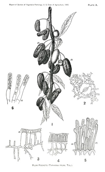 Plum Pockets, Taphrina Pruni, Tul., Report of the Commissioner of Agriculture, US Dept of Agriculture, Illustration,  1888