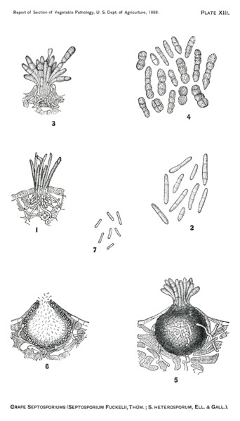 Grape Septosporiums, New Grape Disease, Septosporium Fuckelii, Thum, Septosporium Heteroporum, Report of the Commissioner of Agriculture, US Dept of Agriculture, Illustration,  1888