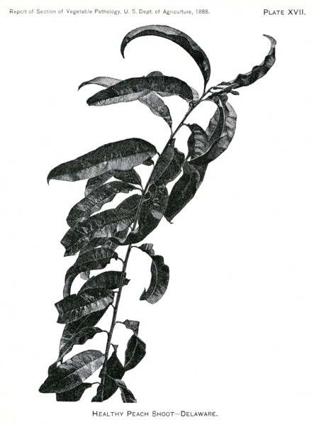 Healthy Peach Shoot, Delaware, Report of the Commissioner of Agriculture, US Dept of Agriculture, Illustration,  1888