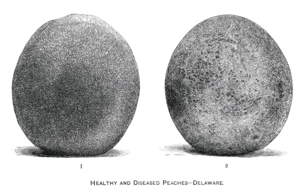 Healthy and Diseased Peaches, Delaware, Report of the Commissioner of Agriculture, US Dept of Agriculture, Illustration,  1888