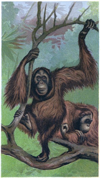 Orangutan, Orang-Outang, Simia Satyrus, chromolithograph, 1889