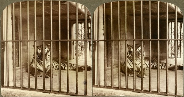 Bengal Tiger, “Man-Eater” at Calcutta, India Underwood & Underwood, Stereo Card, 1904