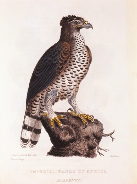 Imperial Eagle of Africa, Hand-Colored Engraving from Original by Baron Cuvier, circa 1828