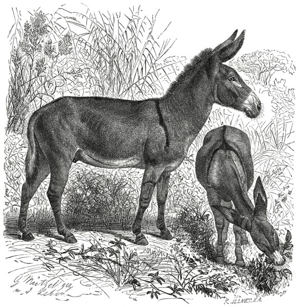 Wild Donkey, Africa, Illustration, 1885